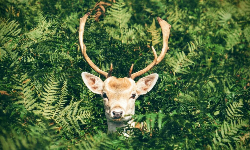 Wildlife Spotting During Your Trek: The Unique Biodiversity of Peru