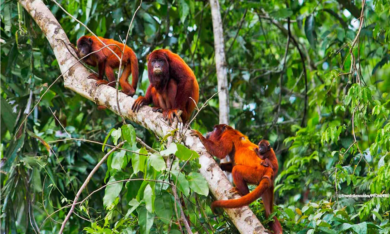 Tambopata 2 días