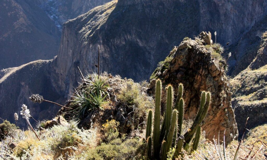 How Far is Colca Canyon from Arequipa? Your Complete Travel Guide