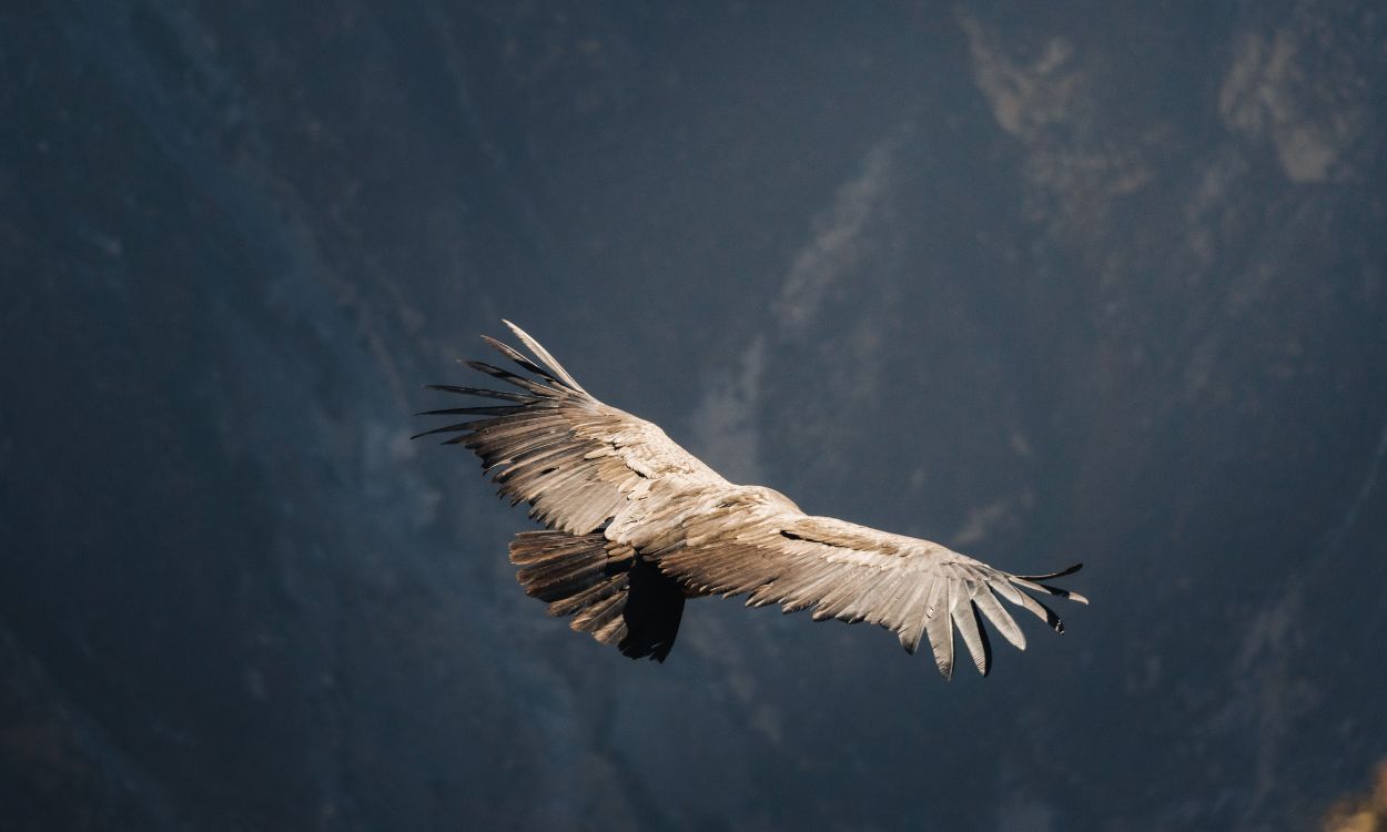 How Deep is the Colca Canyon? Exploring One of the World's Deepest Wonders